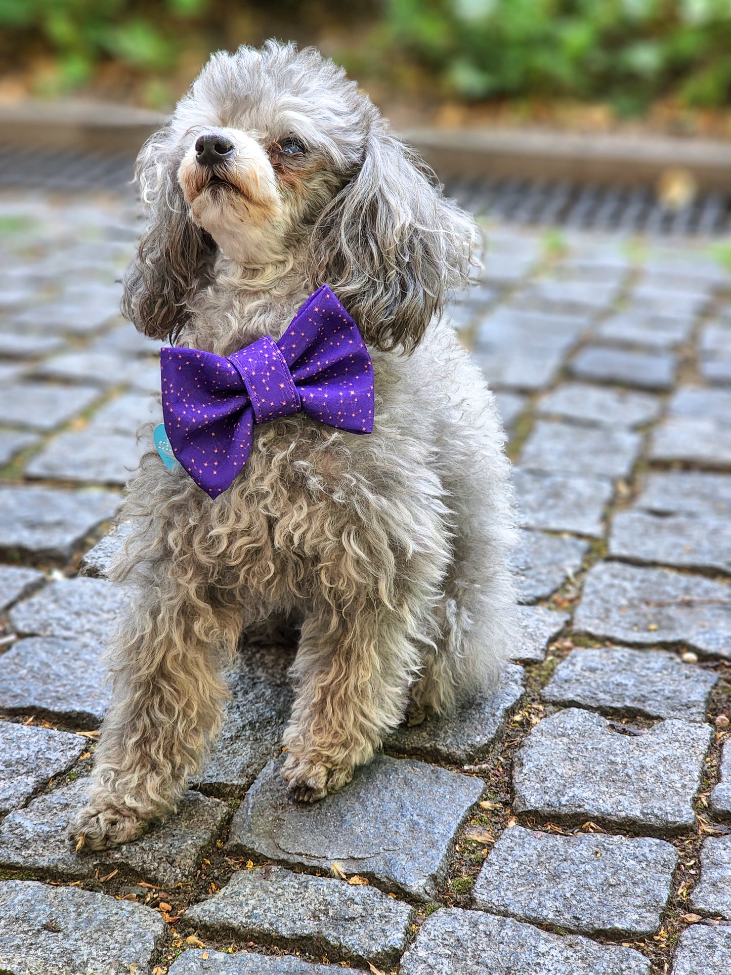 Constellation Bowtie