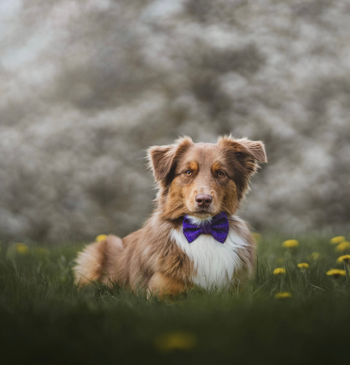 Constellation Bowtie