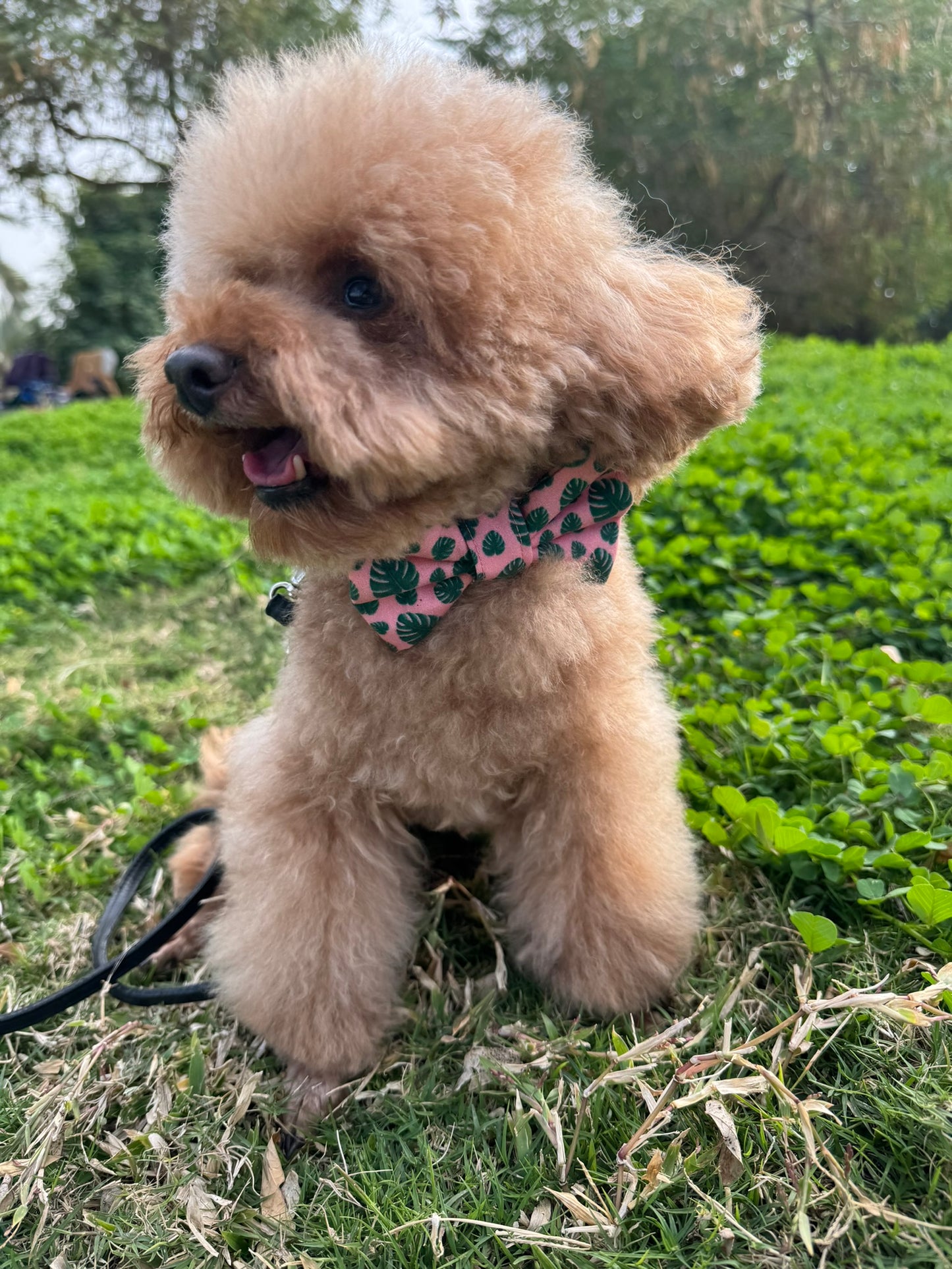 Tropical Bowtie