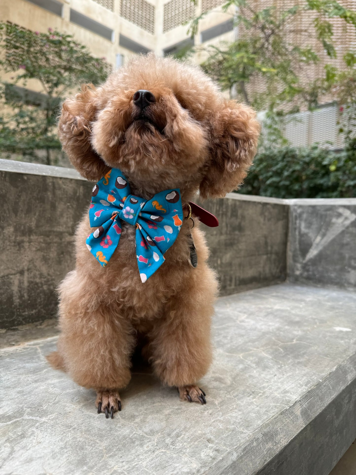 Sea Bowtie