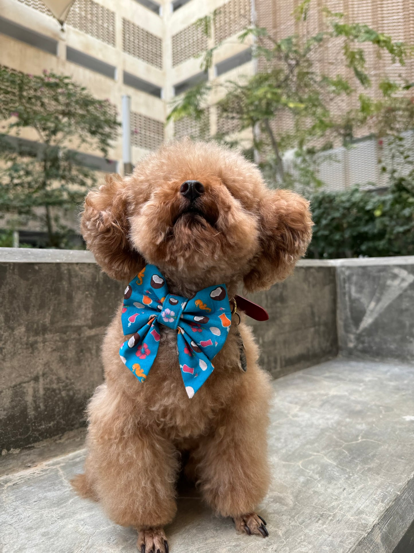 Sea Bowtie