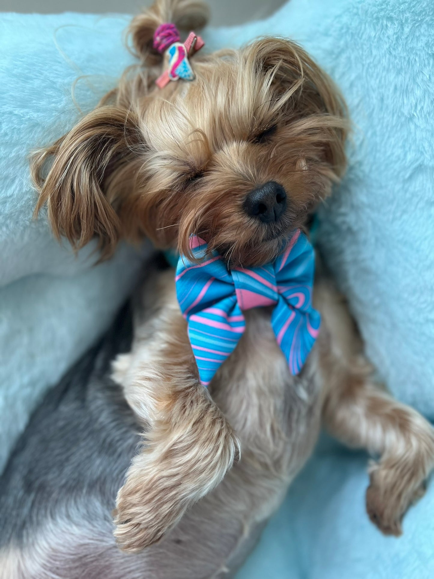 Summer Waves Bowtie