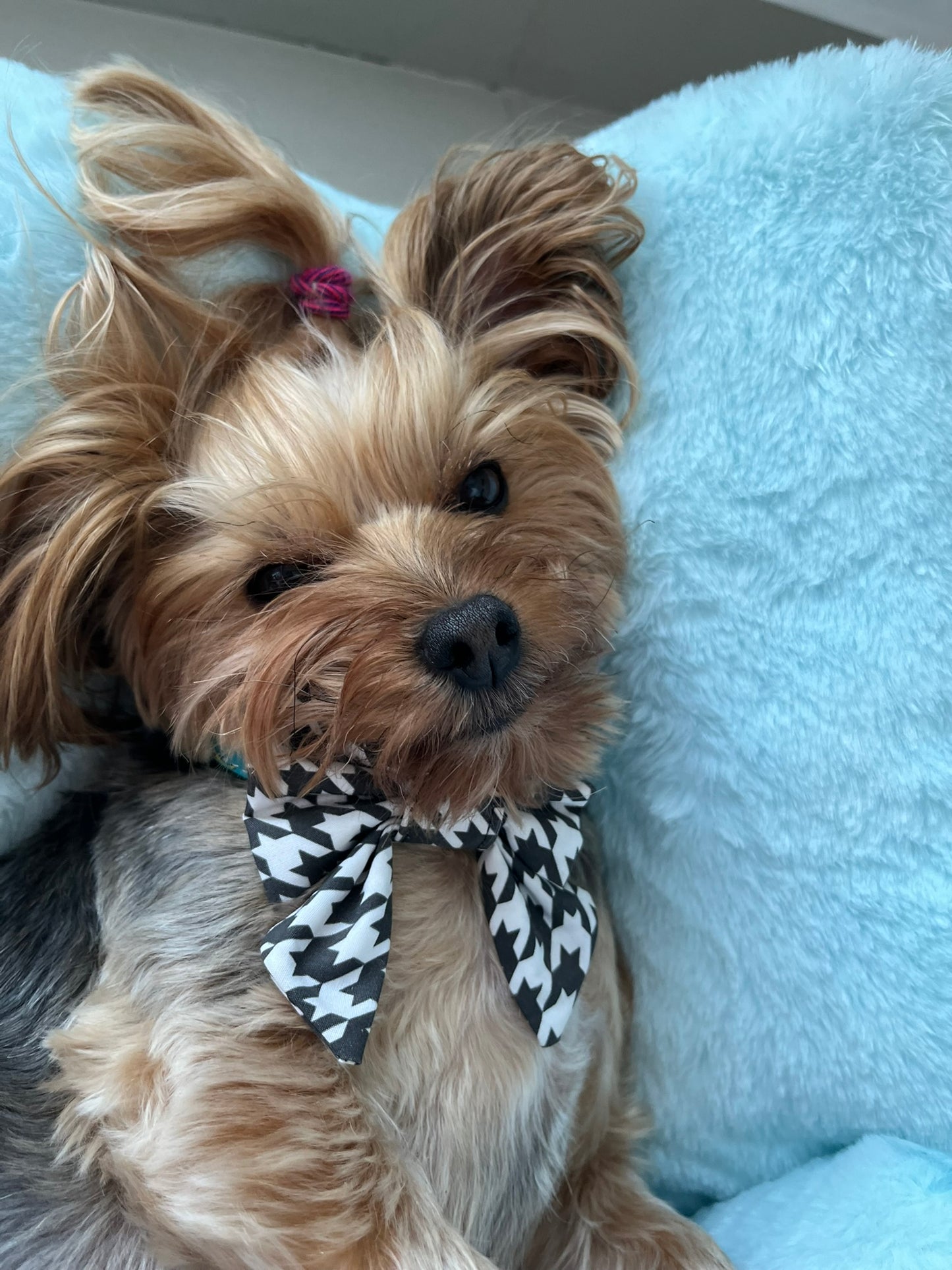 White & Black Bowtie