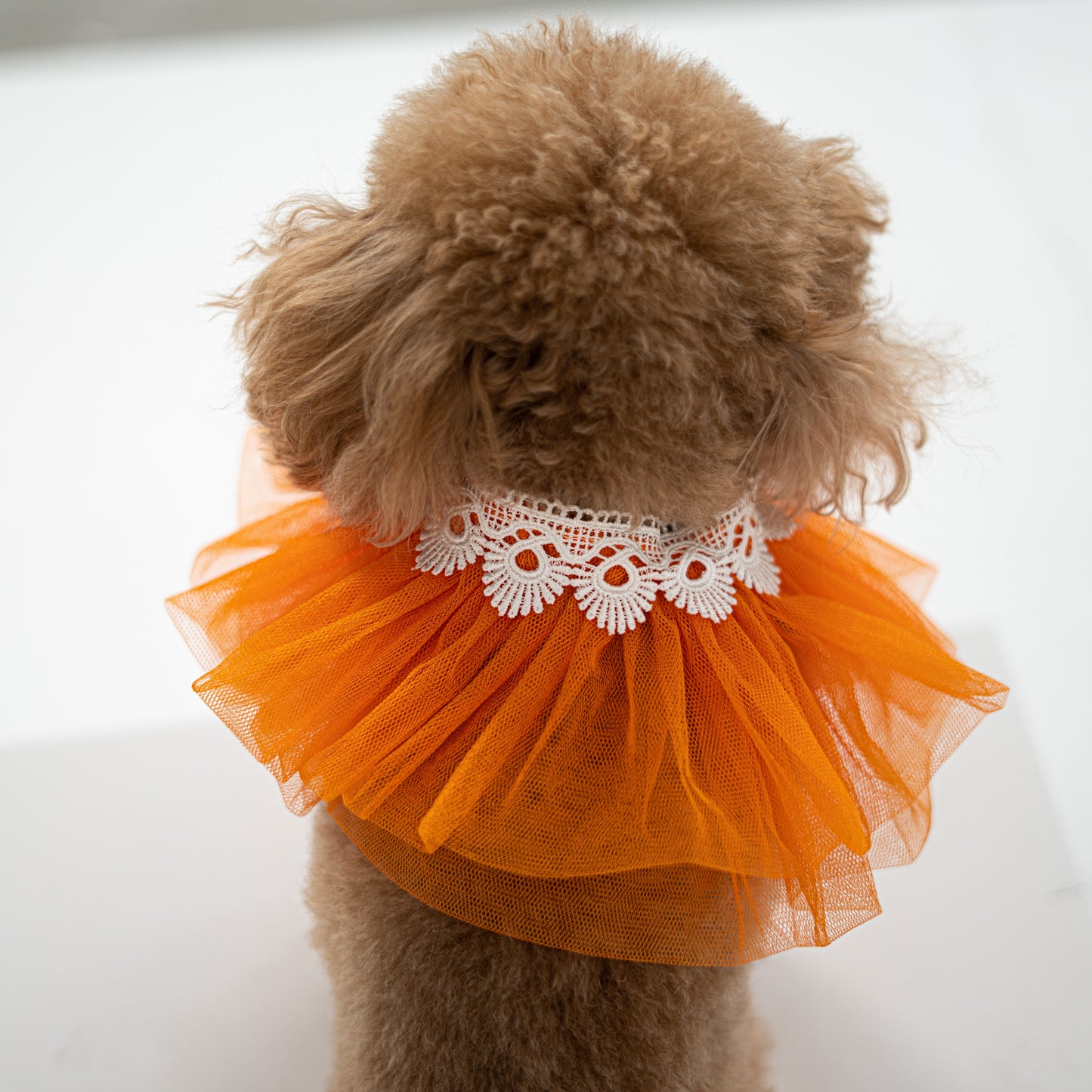 Orange Collar