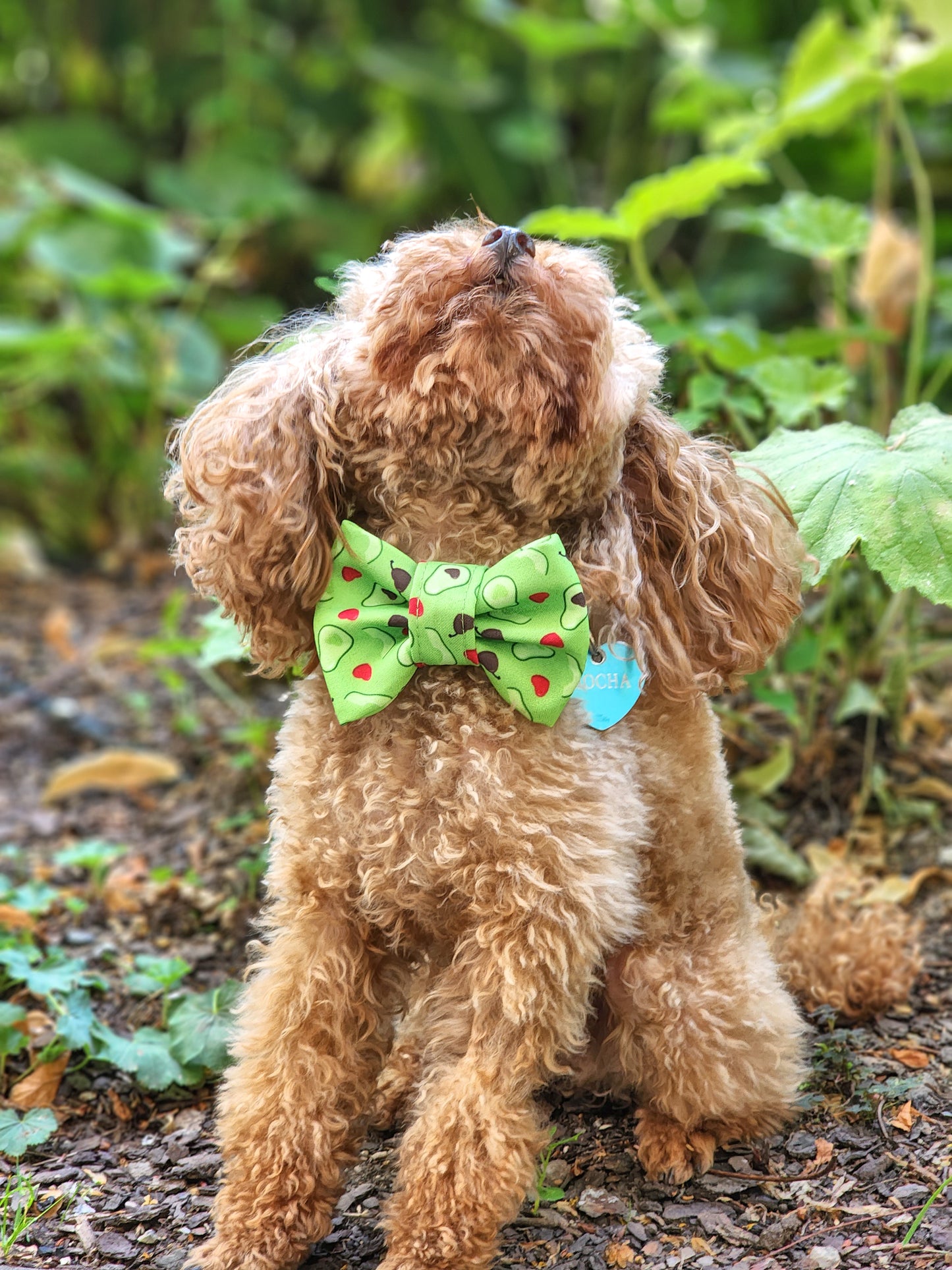 Avocado Love Bowtie