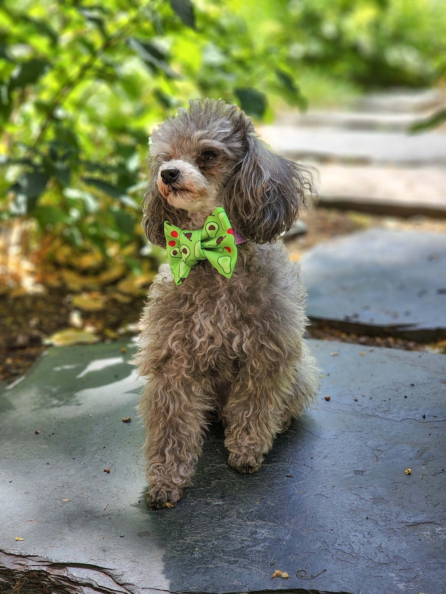 Avocado Love Bowtie