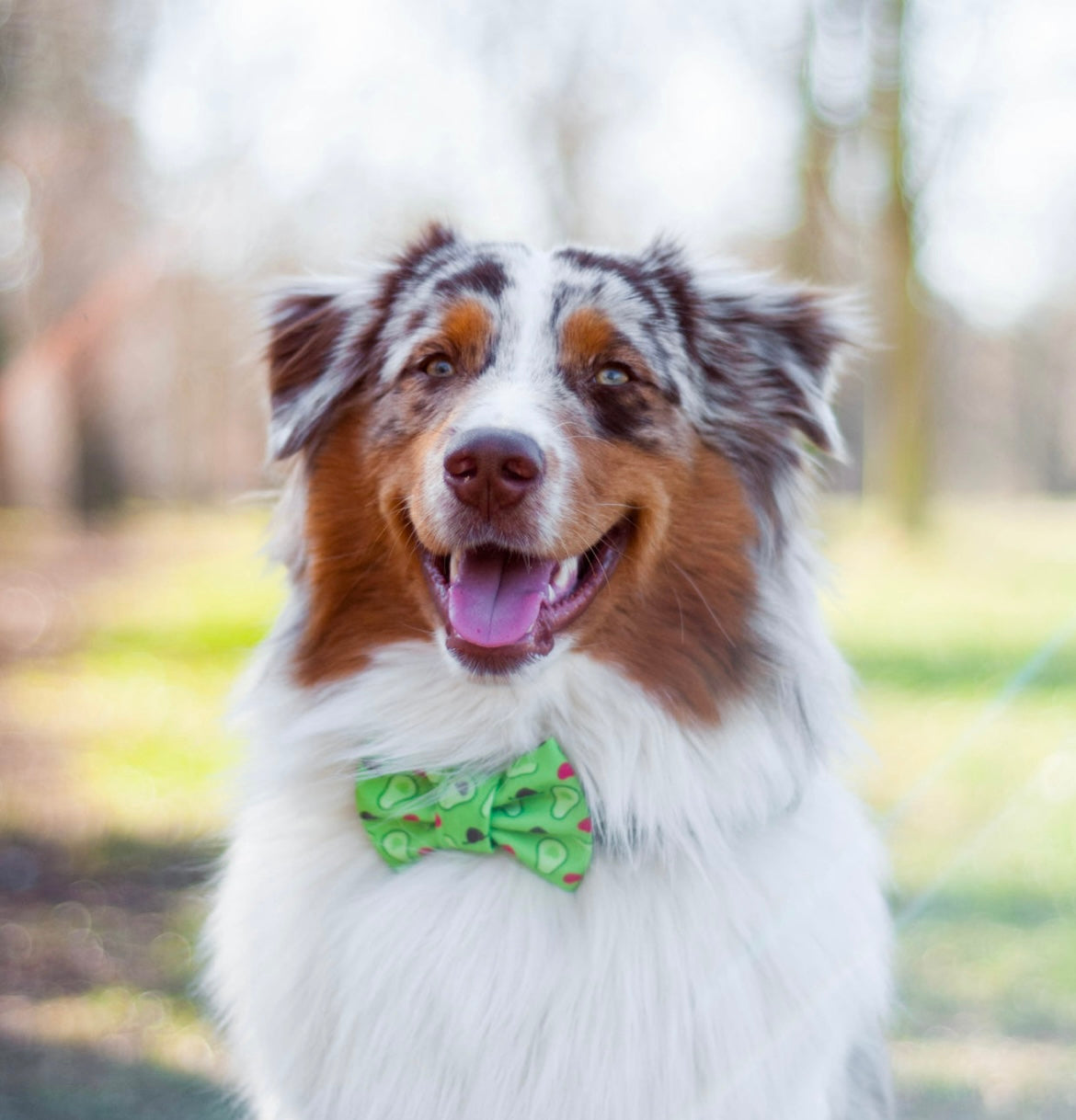 Avocado Love Bowtie