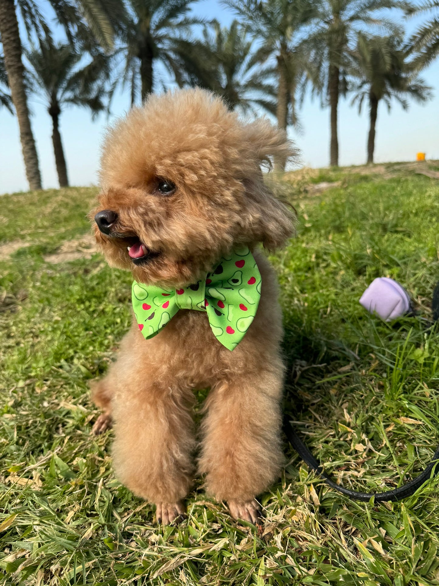 Avocado Love Bowtie