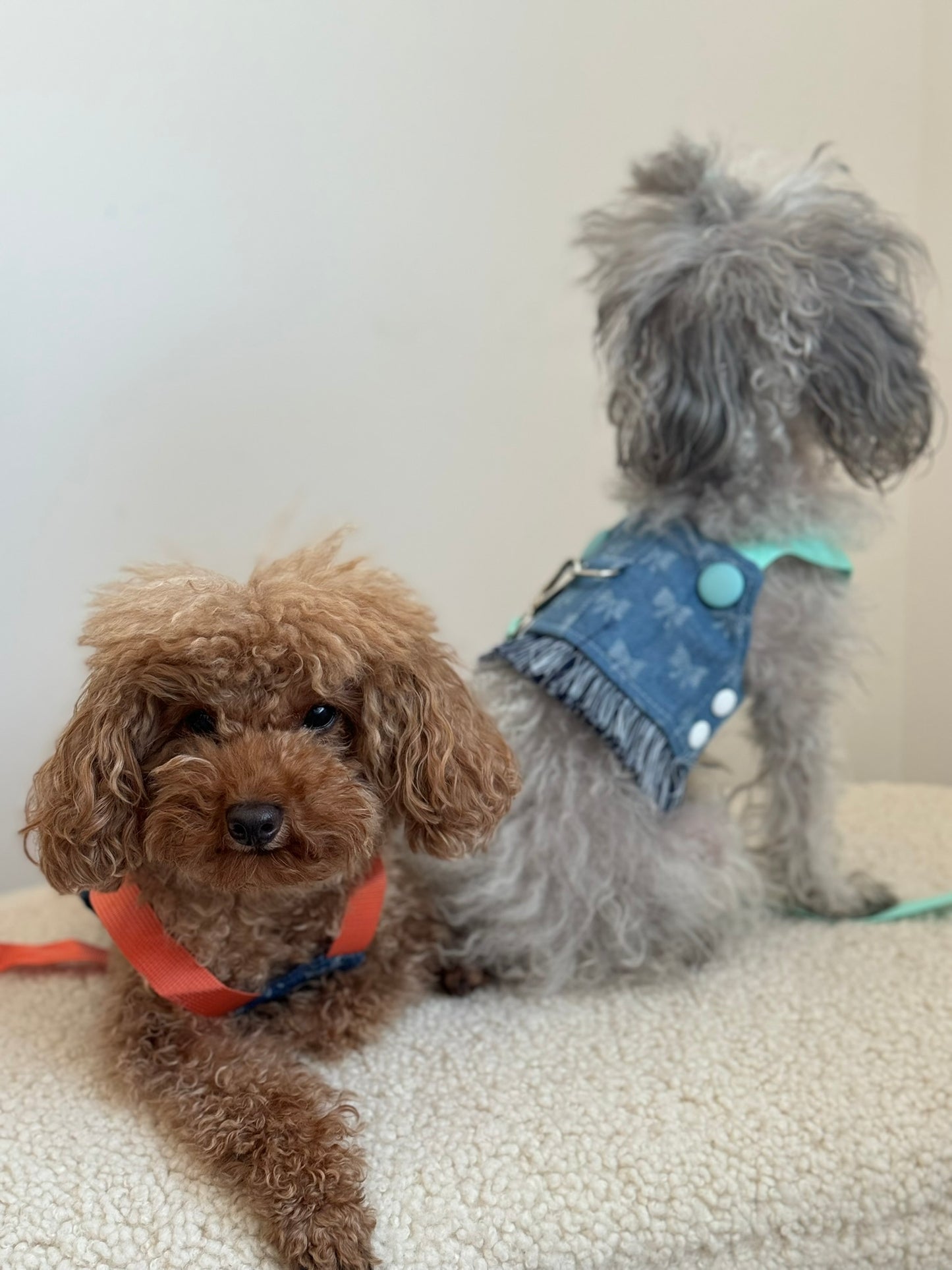 Jeans Harness & Leash Orange