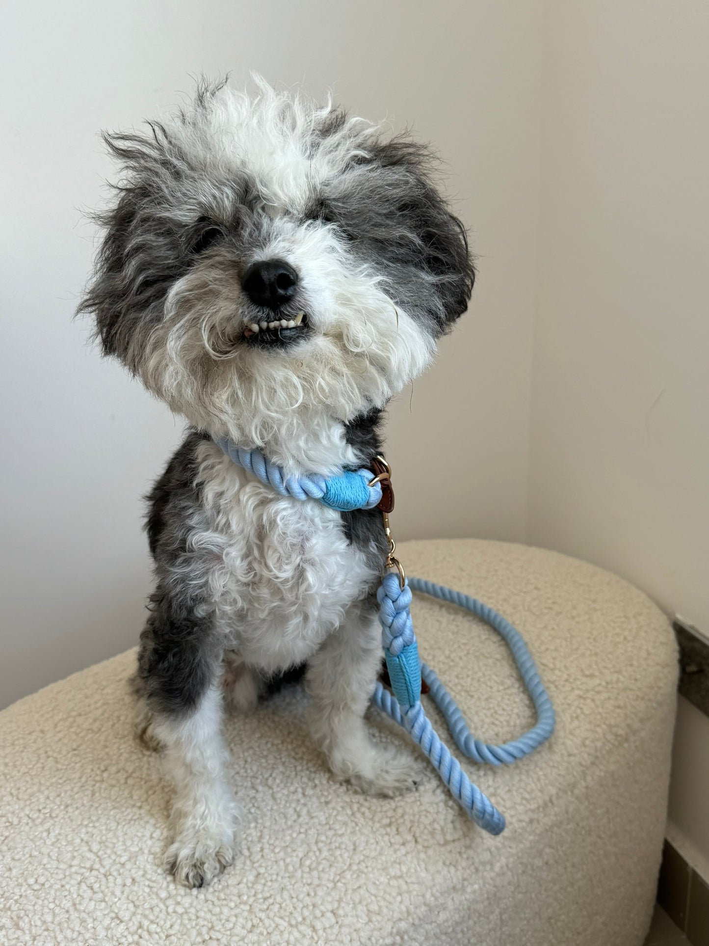 Baby Blue Leash & Collar Set