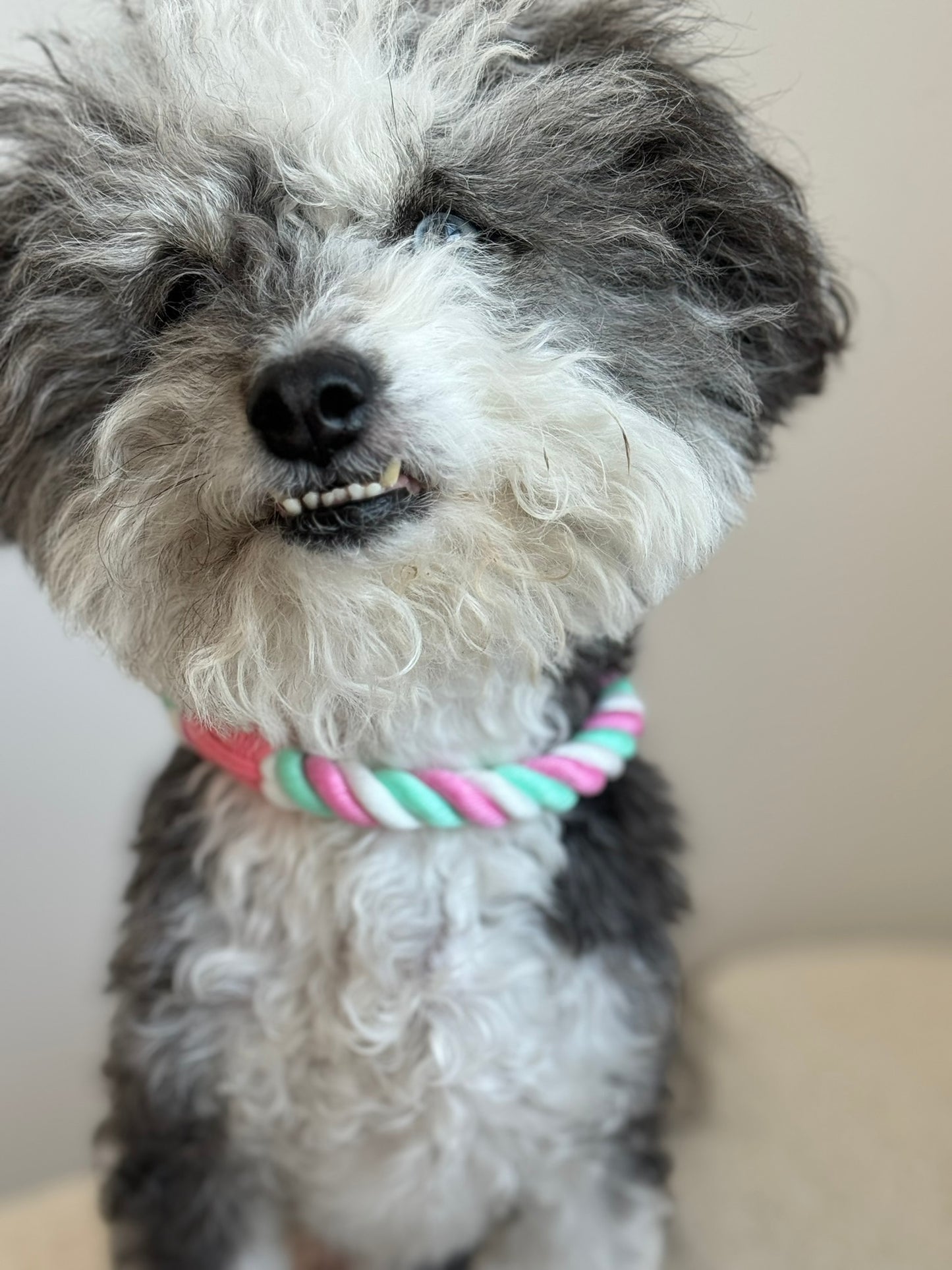 Pink Leash & Collar Set