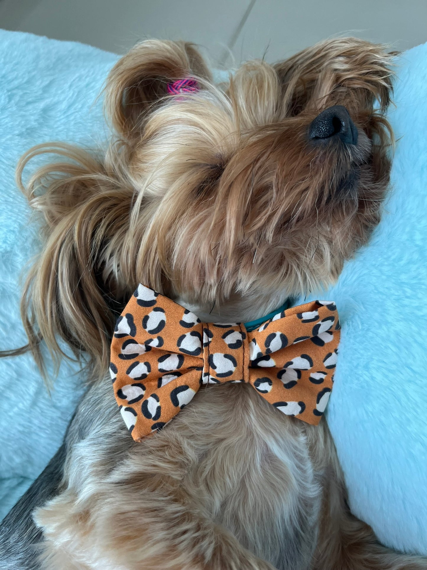 Leopard Bowtie